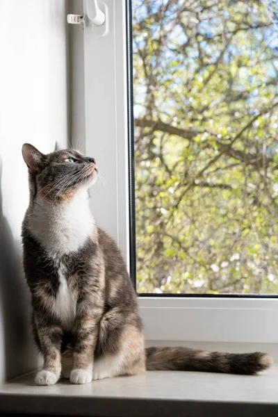 Gato bonito senta-se em uma soleira da janela e olha para fora da janela com curiosidade, ela viu algo interessante e tem um olhar fixo . — Fotografia de Stock
