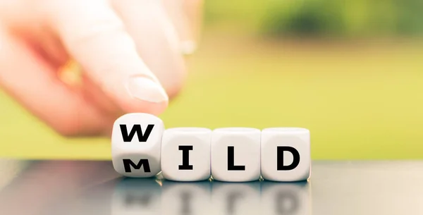 Mild oder wild? Hand würfelt und ändert das Wort "mild" in "wi" — Stockfoto