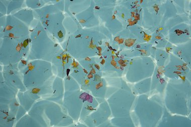 Çiçekli mavi şeffaf su