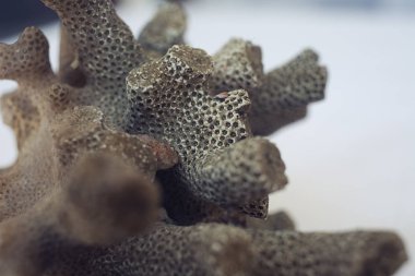 Ölü mercan beyin ya da arı gibi görünen kovan