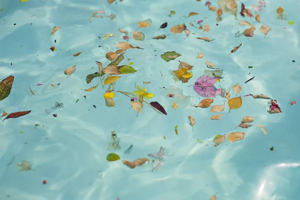 花とブルーの透明な水 — ストック写真
