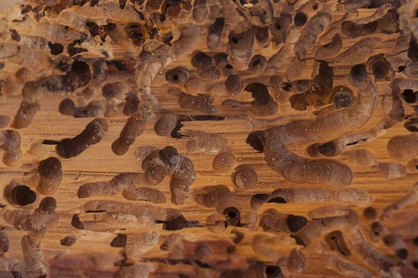 Old wood eaten by bark beetle