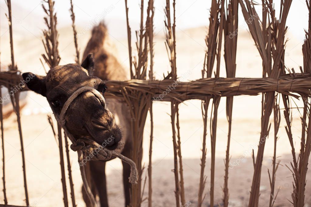 Young camel looks from behind a fence