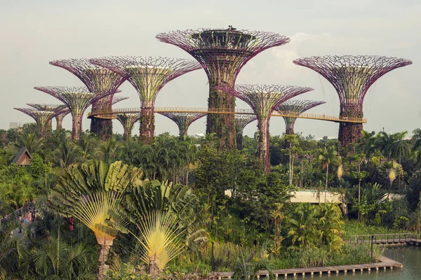 Superárvores no jardim pela baía no sul de Singapura — Fotografia de Stock