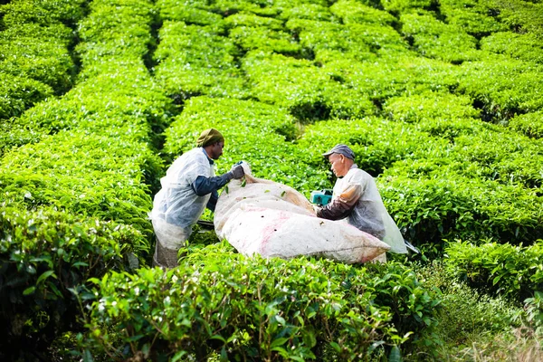 Pahang, Malasia - 23 de octubre de 2014: Los trabajadores recogen hojas en un te — Foto de Stock