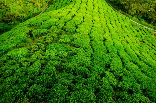 Tea plantations in Malaysia — Stock Photo, Image