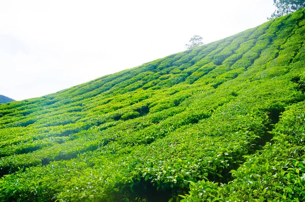 Plantaciones de té en Malasia — Foto de Stock