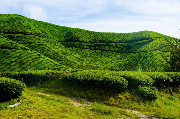 Plantaciones de té en Malasia — Foto de Stock