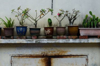 Bitkiler, Çiçeklik, en büyük Budist tapınağı Kek flowerbed