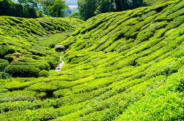 Tea plantations in Malaysia — Stock Photo, Image