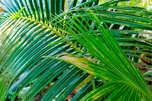 棕榈科背景 — 图库照片
