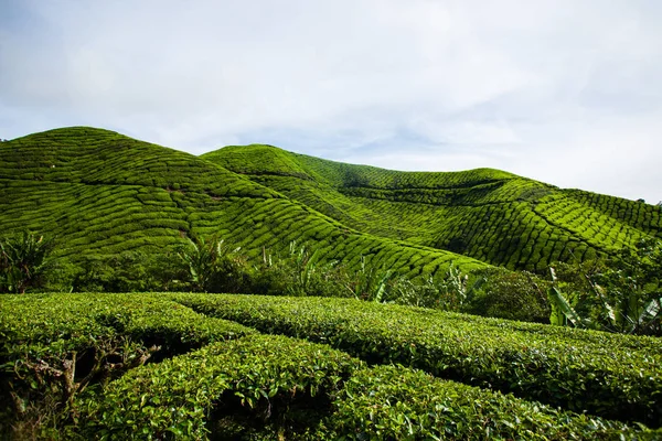 Plantaciones de té en Malasia — Foto de Stock