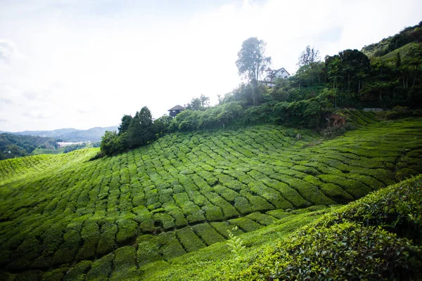 Plantaciones de té en Malasia — Foto de Stock