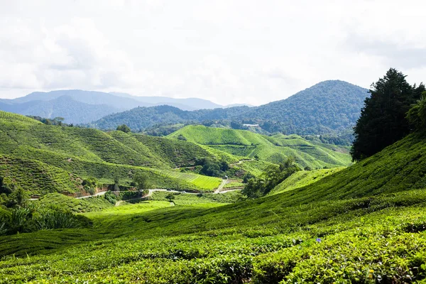 Чайные плантации Малайзии — стоковое фото