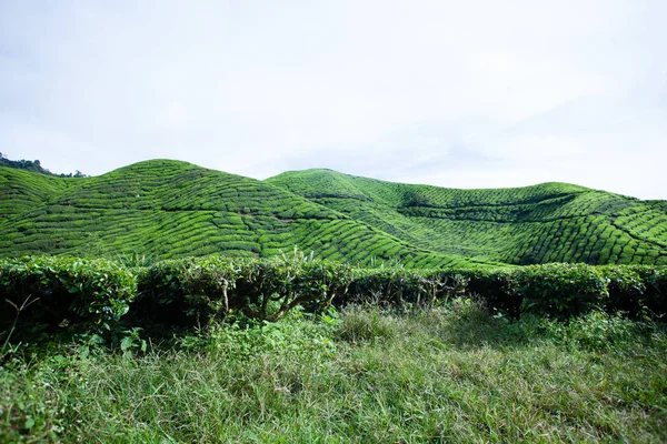 Plantaciones de té en Malasia — Foto de Stock