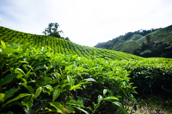 Plantaciones de té en Malasia — Foto de Stock
