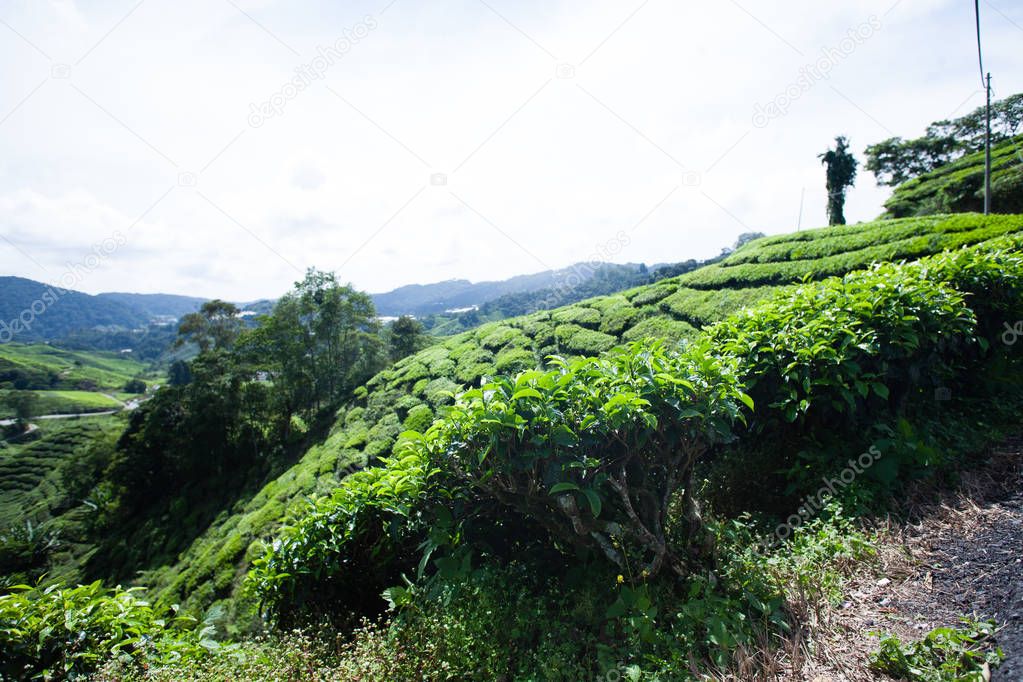Tea plantations in Malaysia