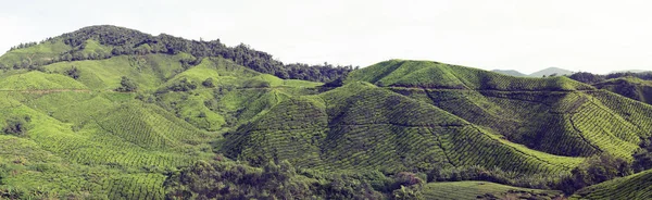 Plantações de chá em Malásia — Fotografia de Stock