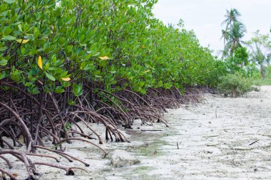 Sokakta yeşil bitkiler