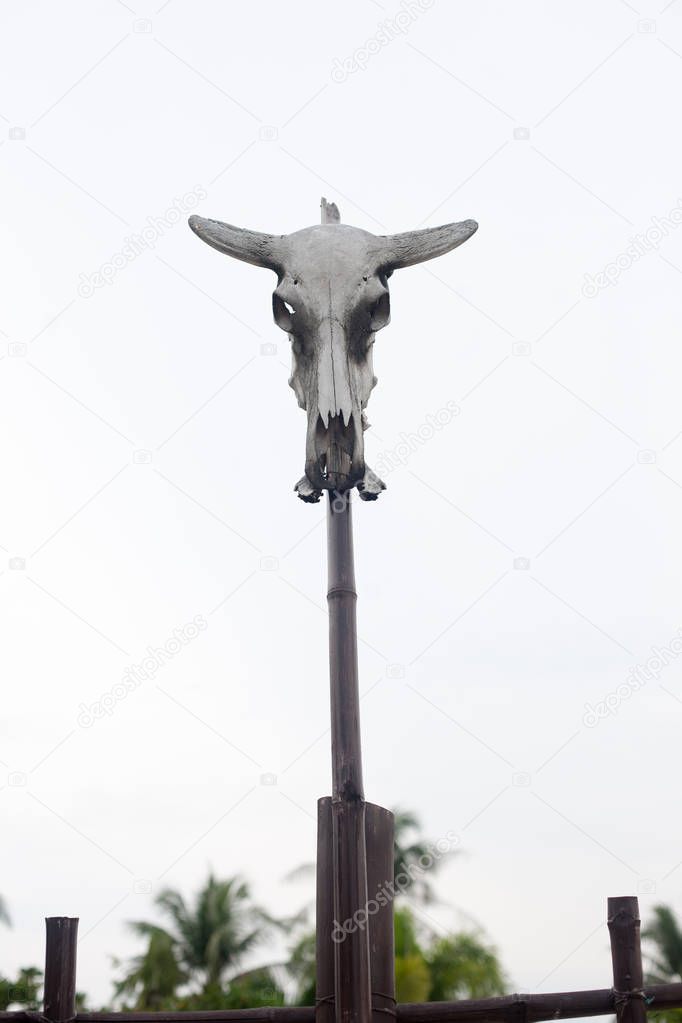Skull of a cow on stick