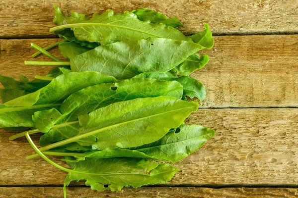 Green sorrel leaves