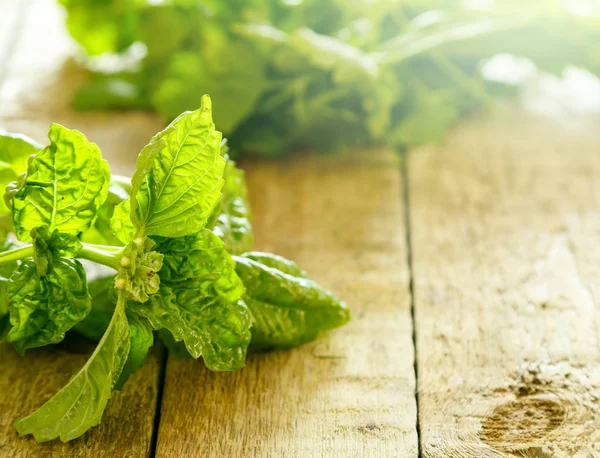 Green basil plant — Stock Photo, Image