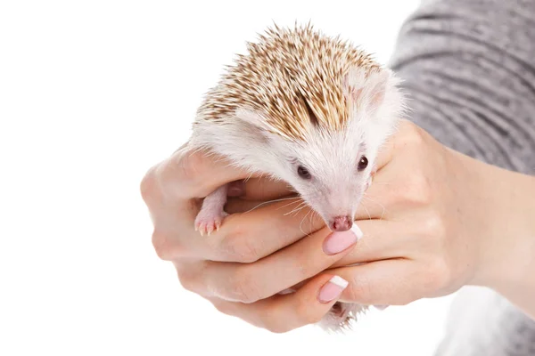 Small african hedgehog in female hands — Stock Photo, Image