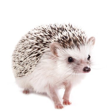 African hedgehog close up clipart