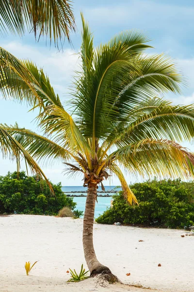 Palm op het strand — Stockfoto