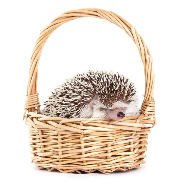 African hedgehog in the basket — Stock Photo, Image