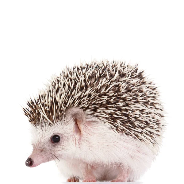 African hedgehog close up — Stock Photo, Image