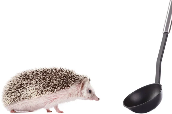 African hedgehog and ladle — Stock Photo, Image
