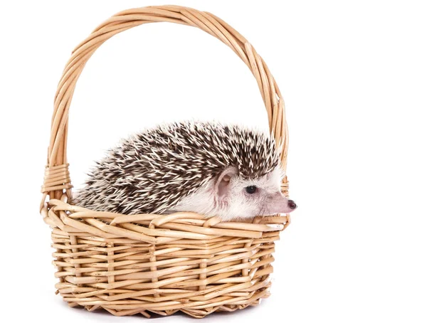 African hedgehog in the basket — Stock Photo, Image