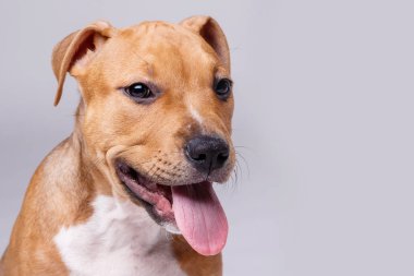 şirin staffordshire terrier yavrusu