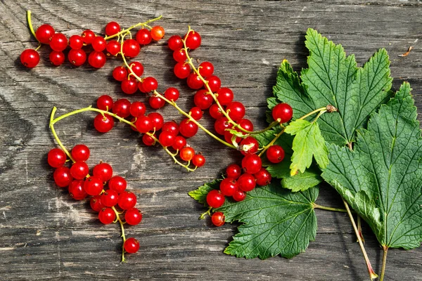 Red currant berries — Stock Photo, Image