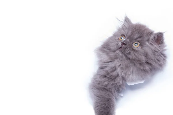 Kitten looking out from hole of torn paper — Stock Photo, Image