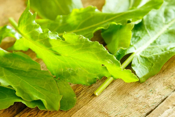 Grüne Sauerampferblätter — Stockfoto