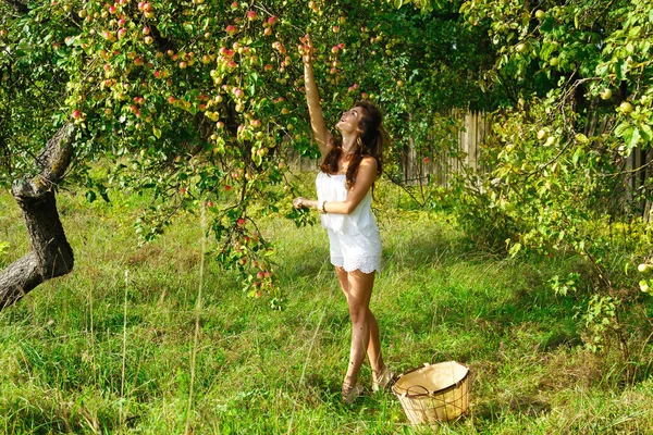 Jovem mulher pegando maçãs — Fotografia de Stock