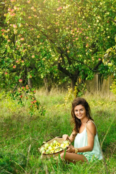 Молодая женщина собирает яблоки — стоковое фото
