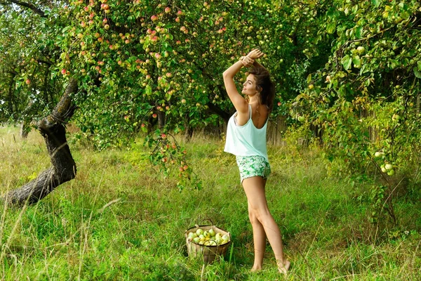 Jovem mulher pegando maçãs — Fotografia de Stock