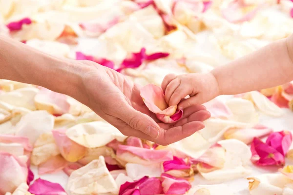 Manos de mujer y bebé con pétalos de rosa — Foto de Stock