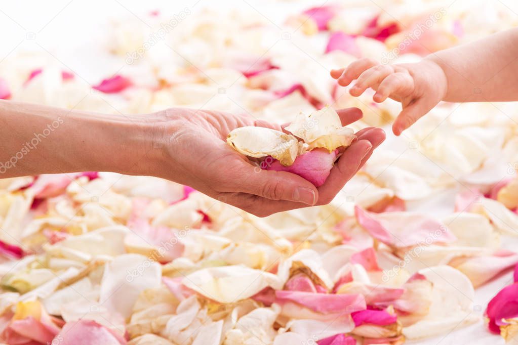 Female and baby hands with rose petals
