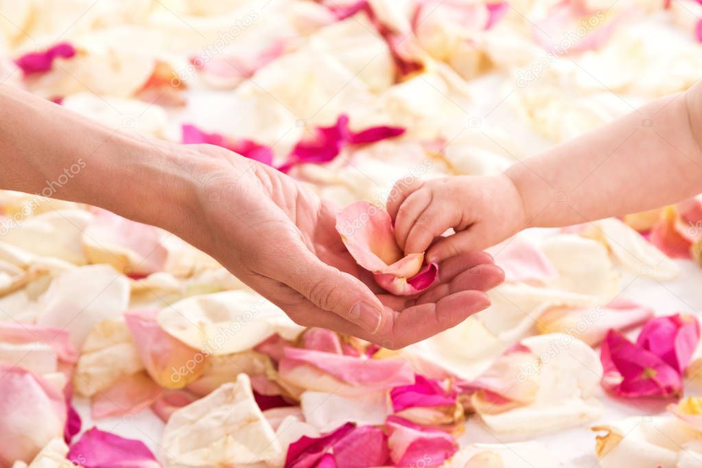 Female and baby hands with rose petals