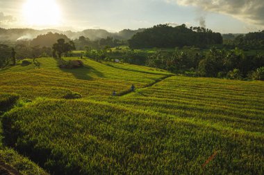 Pirinç tarlası ve gün batımı. Bali, Endonezya.