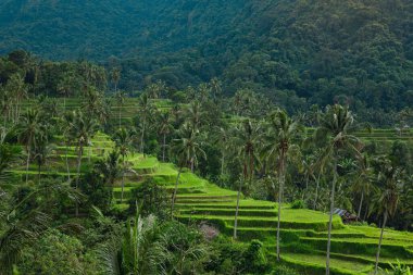 Bali adasının manzaraları. Palmiyeli pirinç teraslarının güzel manzarası..