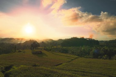 Pirinç tarlası ve gün batımı. Bali, Endonezya.