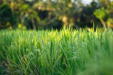 Tarladaki genç yeşil pirinç bitkilerinin yakın çekimi.