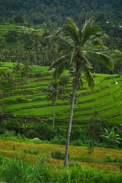 Landscapes Bali Island Beautiful View Rice Terraces Palm Trees — Stock Photo, Image