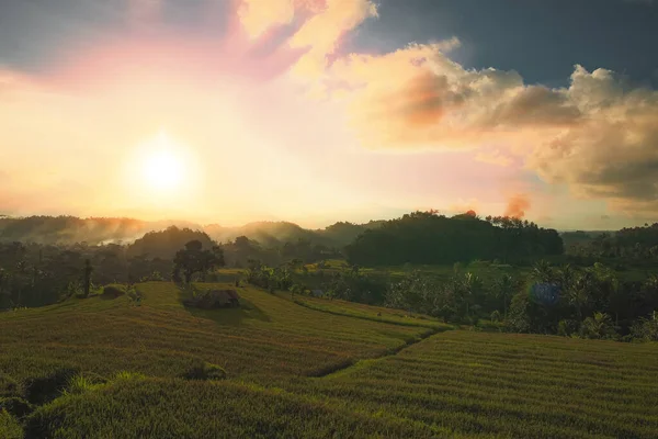 Pirinç tarlası ve gün batımı. Bali, Endonezya.
