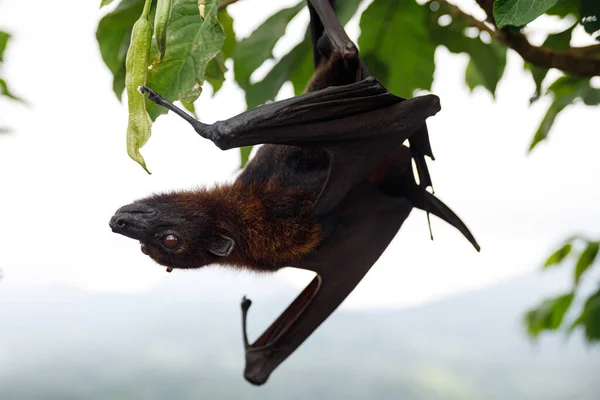 Lindo Esponjoso Zorro Volador Colgando Árbol —  Fotos de Stock